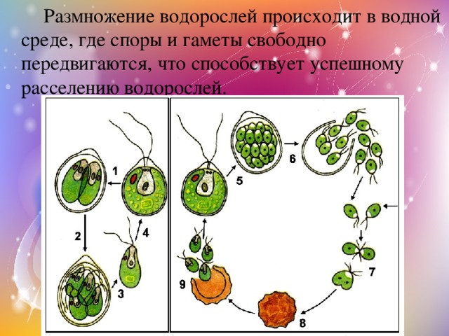   Размножение водорослей происходит в водной среде, где споры и гаметы свободно передвигаются, что способствует успешному расселению водорослей. 