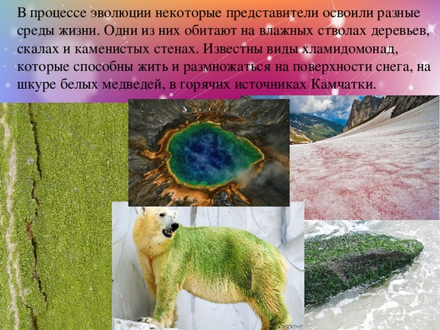   В процессе эволюции некоторые представители освоили разные среды жизни. Одни из них обитают на влажных стволах деревьев, скалах и каменистых стенах. Известны виды хламидомонад, которые способны жить и размножаться на поверхности снега, на шкуре белых медведей, в горячих источниках Камчатки. 