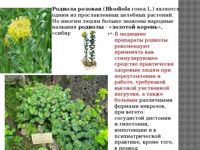 Презентация лекарственные растения якутии