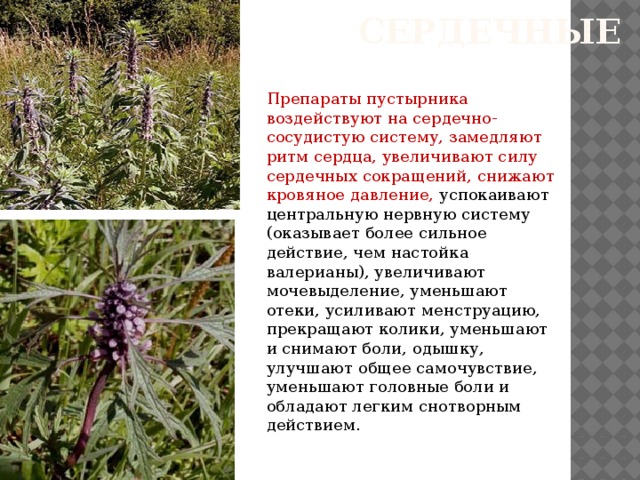 Лекарственные растения якутии проект