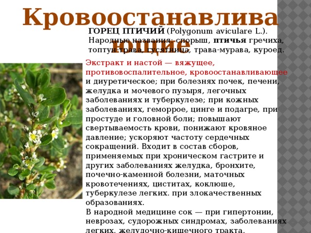 Лекарственные растения якутии проект