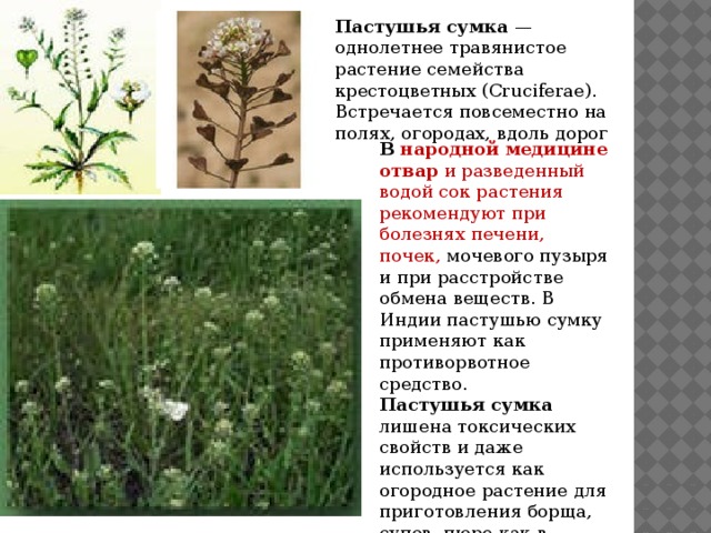 Лекарственные растения якутии проект