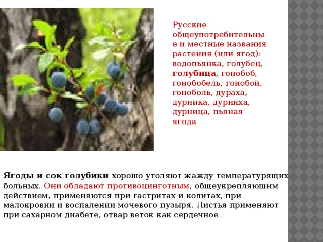 Лекарственные растения якутии проект