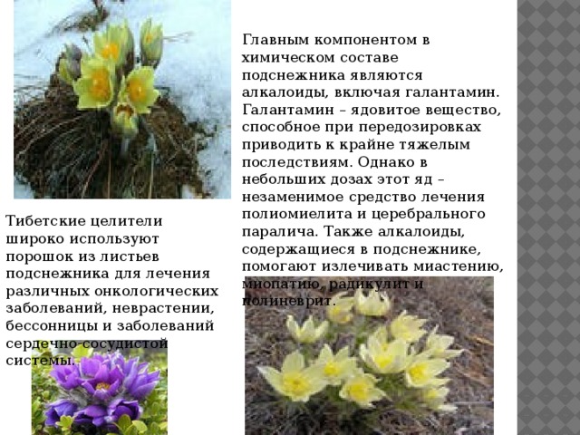 Лекарственные растения якутии проект