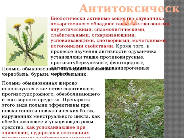 Лекарственные растения якутии проект