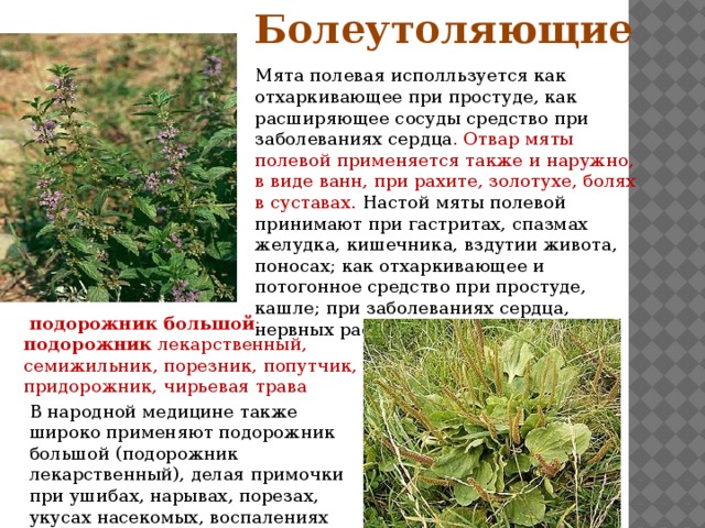 Лекарственные растения якутии проект