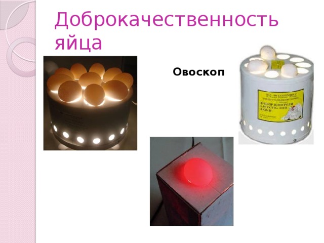 Доброкачественность яйца Овоскоп 