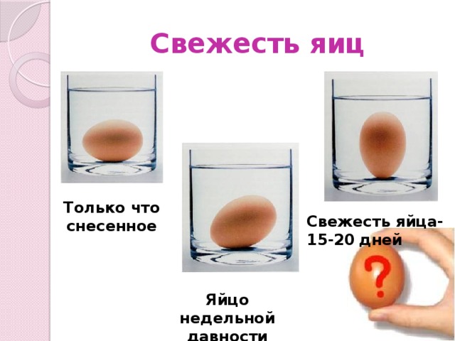 Свежесть яиц Только что снесенное Свежесть яйца-15-20  дней Яйцо недельной давности 