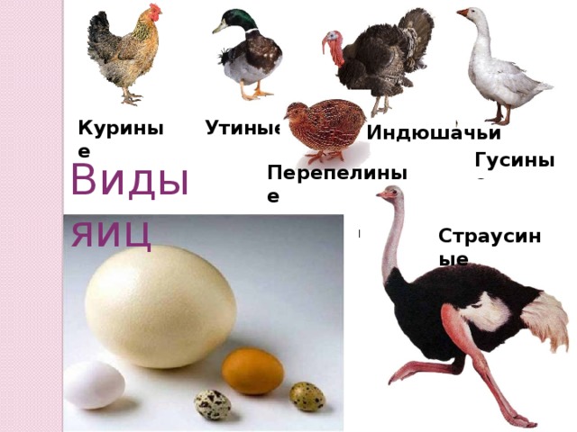 Куриные Утиные Индюшачьи Гусиные Виды яиц Перепелиные перепелиные Страусиные 