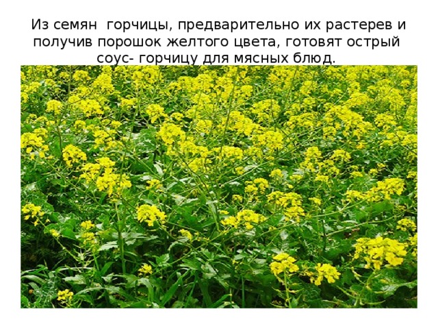 Презентация по биологии 6 класс дары старого и нового света 6