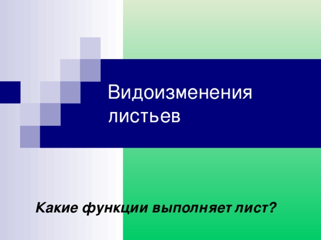 Видоизменения листьев Какие функции выполняет лист? 