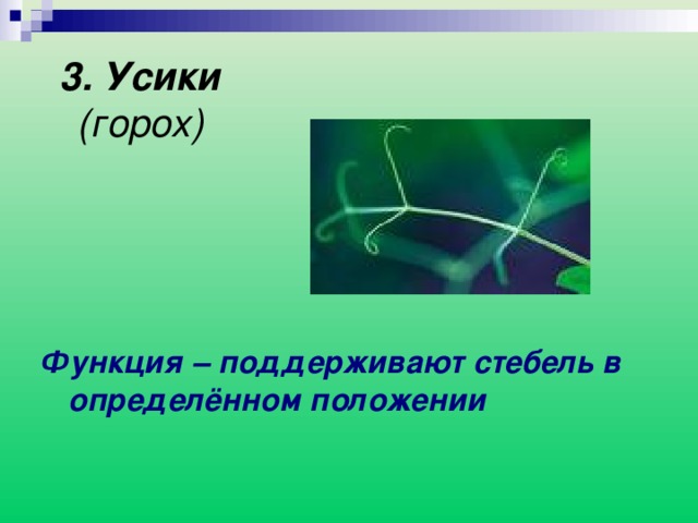 3. Усики  (горох) Функция –  поддерживают стебель в определённом положении 