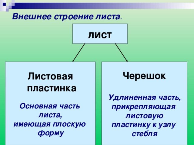 Внешнее строение листа . лист Листовая  пластинка  Черешок  Основная часть Удлиненная часть, прикрепляющая листовую пластинку к узлу стебля листа, имеющая плоскую форму 