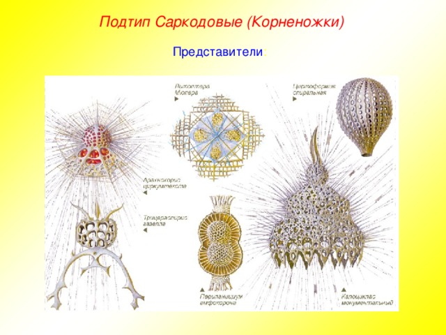 Подтип Саркодовые (Корненожки) Представители :
