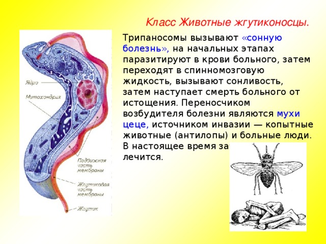 Класс Животные жгутиконосцы. Трипаносомы вызывают «сонную болезнь», на начальных этапах паразитируют в крови больного, затем переходят в спинномозговую жидкость, вызывают сонливость, затем наступает смерть больного от истощения. Переносчиком возбудителя болезни являются мухи цеце, источником инвазии — копытные животные (антилопы) и больные люди. В настоящее время заболевание лечится.
