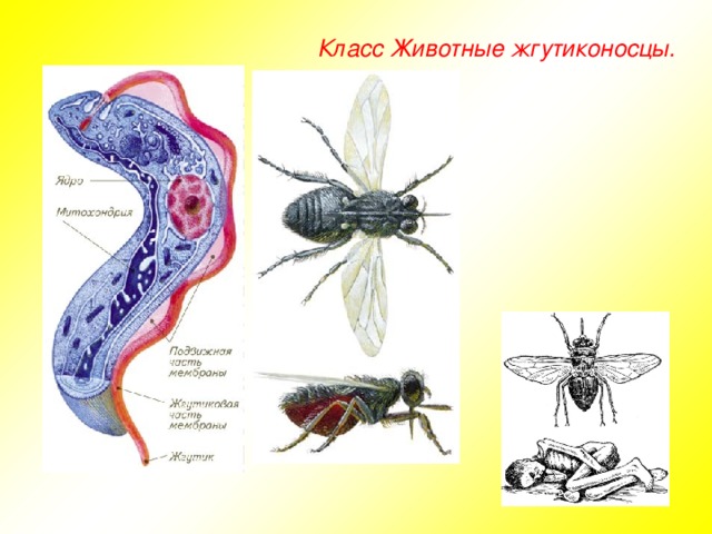 Класс Животные жгутиконосцы.