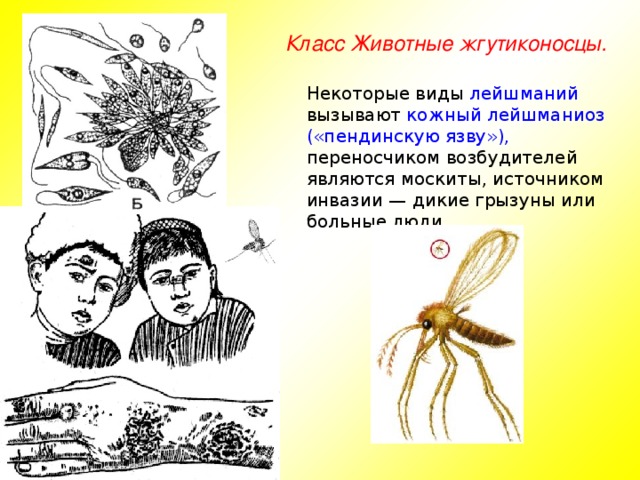 Класс Животные жгутиконосцы. Некоторые виды лейшманий вызывают кожный лейшманиоз  («пендинскую язву»), переносчиком возбудителей являются москиты, источником инвазии — дикие грызуны или больные люди.