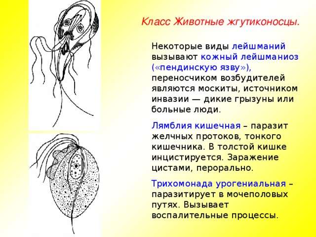 Класс Животные жгутиконосцы. Некоторые виды лейшманий вызывают кожный лейшманиоз  («пендинскую язву»), переносчиком возбудителей являются москиты, источником инвазии — дикие грызуны или больные люди. Лямблия кишечная  – паразит желчных протоков, тонкого кишечника. В толстой кишке инцистируется. Заражение цистами, перорально. Трихомонада урогениальная  – паразитирует в мочеполовых путях. Вызывает воспалительные процессы.
