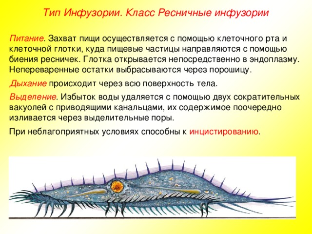 Тип Инфузории. Класс Ресничные инфузории Питание . Захват пищи осуществляется с помощью клеточного рта и клеточной глотки, куда пищевые частицы направляются с помощью биения ресничек. Глотка открывается непосредственно в эндоплазму. Непереваренные остатки выбрасываются через порошицу. Дыхание происходит через всю поверхность тела. Выделение . Избыток воды удаляется с помощью двух сократительных вакуолей с приводящими канальцами, их содержимое поочередно изливается через выделительные поры. При неблагоприятных условиях способны к инцистированию .