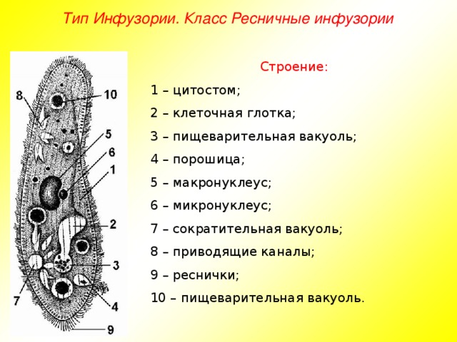 Тип Инфузории. Класс Ресничные инфузории Строение: 1 – цитостом; 2 – клеточная глотка; 3 – пищеварительная вакуоль; 4 – порошица; 5 – макронуклеус; 6 – микронуклеус; 7 – сократительная вакуоль; 8 – приводящие каналы; 9 – реснички; 10 – пищеварительная вакуоль.