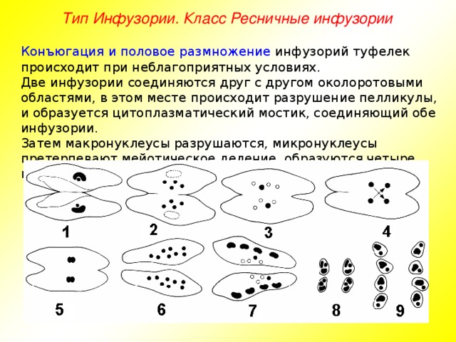 Тип Инфузории. Класс Ресничные инфузории Конъюгация и половое размножение инфузорий туфелек происходит при неблагоприятных условиях. Две инфузории соединяются друг с другом околоротовыми областями, в этом месте происходит разрушение пелликулы, и образуется цитоплазматический мостик, соединяющий обе инфузории. Затем макронуклеусы разрушаются, микронуклеусы претерпевают мейотическое деление, образуются четыре гаплоидных ядра.