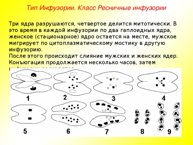 Тип Инфузории. Класс Ресничные инфузории Три ядра разрушаются, четвертое делится митотически. В это время в каждой инфузории по два гаплоидных ядра, женское (стационарное) ядро остается на месте, мужское мигрирует по цитоплазматическому мостику в другую инфузорию. После этого происходит слияние мужских и женских ядер. Конъюгация продолжается несколько часов, затем инфузории расходятся.