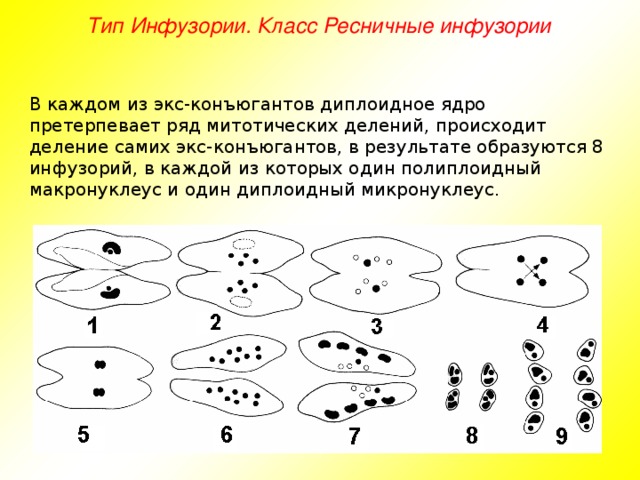 Тип Инфузории. Класс Ресничные инфузории В каждом из экс-конъюгантов диплоидное ядро претерпевает ряд митотических делений, происходит деление самих экс-конъюгантов, в результате образуются 8 инфузорий, в каждой из которых один полиплоидный макронуклеус и один диплоидный микронуклеус.