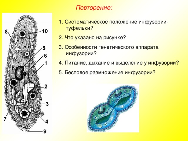 Повторение: 1. Систематическое положение инфузории-туфельки? 2. Что указано на рисунке? 3. Особенности генетического аппарата инфузории? 4. Питание, дыхание и выделение у инфузории? 5. Бесполое размножение инфузории?