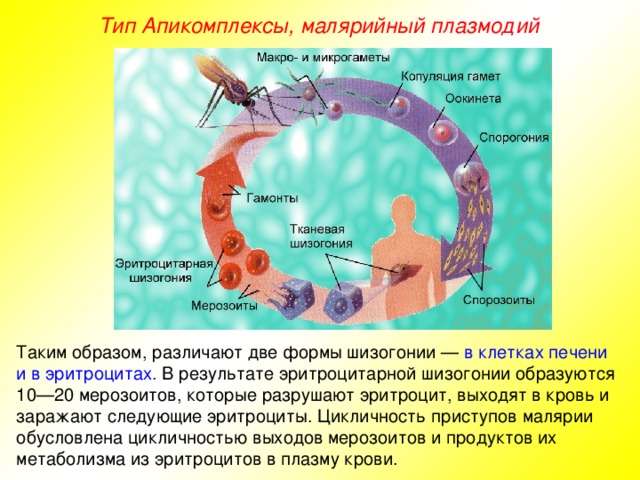 Тип Апикомплексы, малярийный плазмодий Таким образом, различают две формы шизогонии — в клетках печени и в эритроцитах. В результате эритроцитарной шизогонии образуются 10—20 мерозоитов, которые разрушают эритроцит, выходят в кровь и заражают следующие эритроциты. Цикличность приступов малярии обусловлена цикличностью выходов мерозоитов и продуктов их метаболизма из эритроцитов в плазму крови.