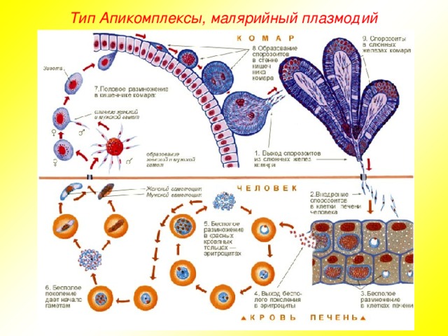 Тип Апикомплексы, малярийный плазмодий