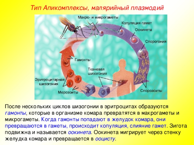 Тип Апикомплексы, малярийный плазмодий После нескольких циклов шизогонии в эритроцитах образуются гамонты , которые в организме комара превратятся в макрогаметы и микрогаметы. Когда гамонты попадают в желудок комара, они превращаются в гаметы, происходит копуляция, слияние гамет . Зигота подвижна и называется оокинета . Оокинета мигрирует через стенку желудка комара и превращается в ооцисту .