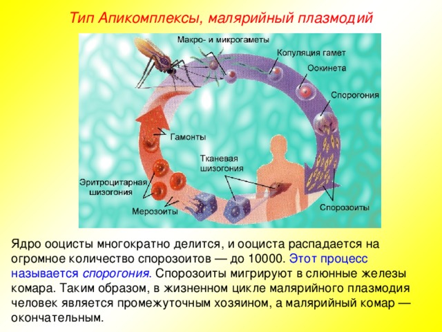 Тип Апикомплексы, малярийный плазмодий Ядро ооцисты многократно делится, и ооциста распадается на огромное количество спорозоитов — до 10000. Этот процесс называется спорогония . Спорозоиты мигрируют в слюнные железы комара. Таким образом, в жизненном цикле малярийного плазмодия человек является промежуточным хозяином, а малярийный комар — окончательным.