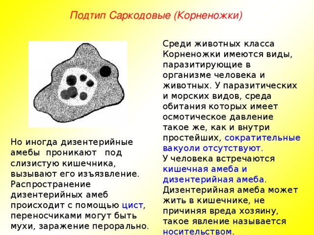 Подтип Саркодовые (Корненожки) Среди животных класса Корненожки имеются виды, паразитирующие в организме человека и животных. У паразитических и морских видов, среда обитания которых имеет осмотическое давление такое же, как и внутри простейших, сократительные вакуоли отсутствуют. У человека встречаются кишечная амеба и дизентерийная амеба . Дизентерийная амеба может жить в кишечнике, не причиняя вреда хозяину, такое явление называется носительством . Но иногда дизентерийные амебы проникают под слизистую кишечника, вызывают его изъязвление. Распространение дизентерийных амеб происходит с помощью цист , переносчиками могут быть мухи, заражение перорально.