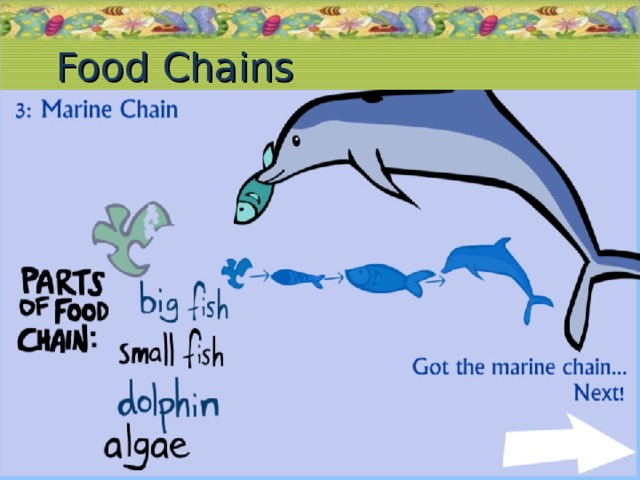 Food Chains 19.11.16  