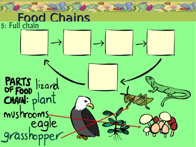 Food Chains 19.11.16  