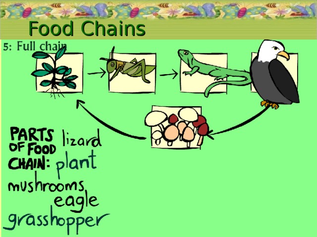 Food Chains 19.11.16  