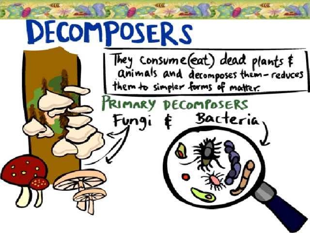plants Decomposers  Гнилостные бактерии  Зарисовывается, а заполняется совместно на основе материала следующего слайда.  19.11.16  