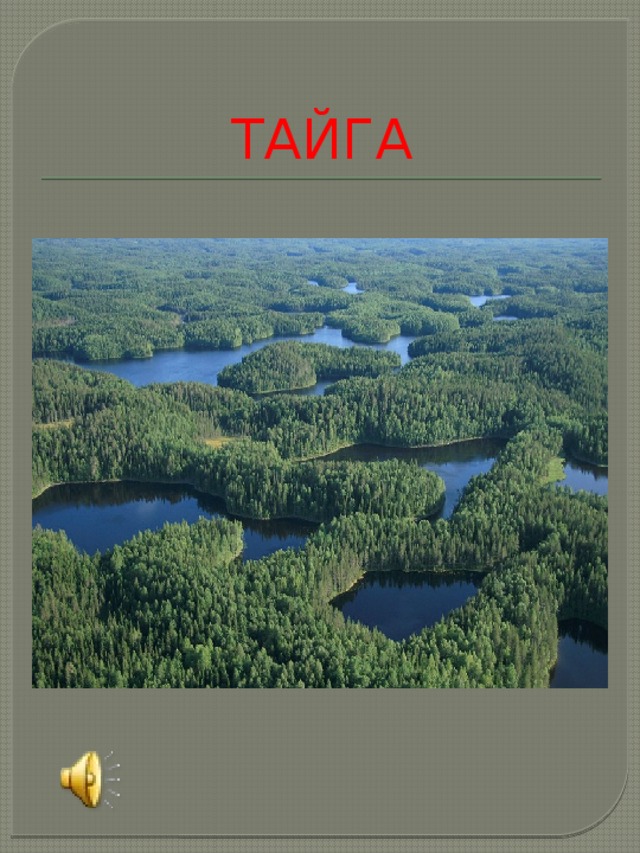 ТАЙГА 