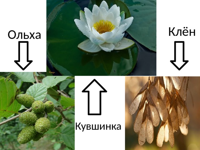 Клён Ольха Кувшинка 