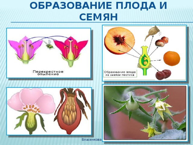 Презентация образование плодов и семян