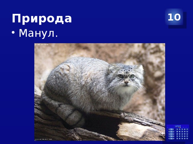 Природа 10 Манул. 