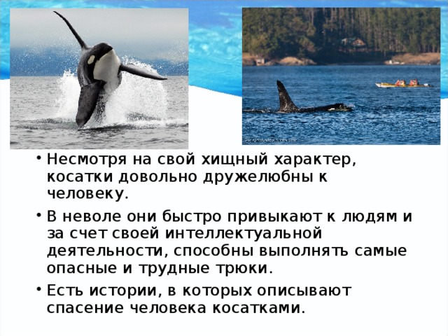 Несмотря на свой хищный характер, косатки довольно дружелюбны к человеку. В неволе они быстро привыкают к людям и за счет своей интеллектуальной деятельности, способны выполнять самые опасные и трудные трюки. Есть истории, в которых описывают спасение человека косатками. 