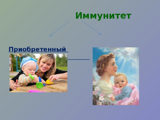   Иммунитет Приобретенный     Врожденный  
