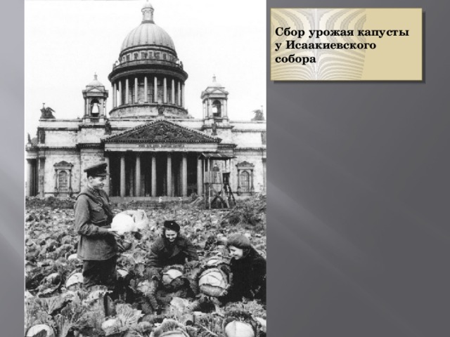  Сбор урожая капусты у Исаакиевского собора  