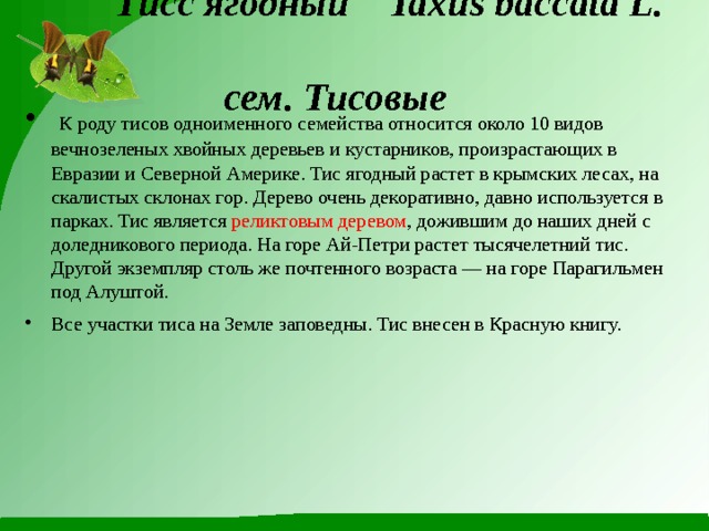  Тисс ягодный  Taxus baccata L.  сем. Тисовые    К роду тисов одноименного семейства относится около 10 видов вечнозеленых хвойных деревьев и кустарников, произрастающих в Евразии и Северной Америке. Тис ягодный растет в крымских лесах, на скалистых склонах гор. Дерево очень декоративно, давно используется в парках. Тис является реликтовым деревом , дожившим до наших дней с доледникового периода. На горе Ай-Петри растет тысячелетний тис.  Другой экземпляр столь же почтенного возраста — на горе Парагильмен под Алуштой. Все участки тиса на Земле заповедны. Тис внесен в Красную книгу.   