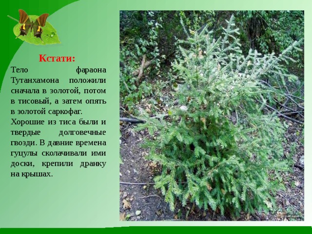 Кстати:  Тело фараона Тутанхамона положили сначала в золотой, потом в тисовый, а затем опять в золотой саркофаг. Хорошие из тиса были и твердые долговечные гвозди. В давние времена гуцулы сколачивали ими доски, крепили дранку на крышах. 