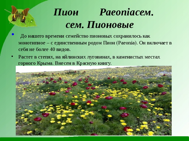  Пион  Paeoniaсем.  сем. Пионовые  До нашего времени семейство пионовых сохранилось как монотипное – с единственным родом Пион (Paeonia). Он включает в себя не более 40 видов. Растет в степях, на яйлинских луговинах, в каменистых местах горного Крыма. Внесен в Красную книгу. 