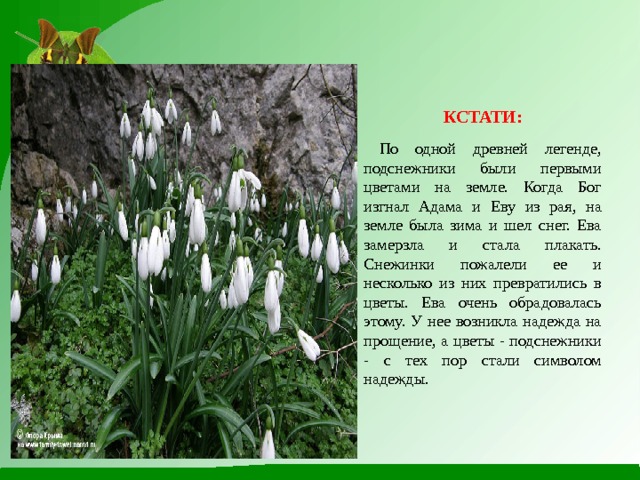     КСТАТИ:   По одной древней легенде, подснежники были первыми цветами на земле. Когда Бог изгнал Адама и Еву из рая, на земле была зима и шел снег. Ева замерзла и стала плакать. Снежинки пожалели ее и несколько из них превратились в цветы. Ева очень обрадовалась этому. У нее возникла надежда на прощение, а цветы - подснежники - с тех пор стали символом надежды. 