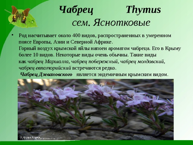  Чабрец  Thymus    сем. Яснотковые Род насчитывает около 400 видов, распространенных в умеренном поясе Европы, Азии и Северной Африке.  Горный воздух крымской яйлы напоен ароматом чабреца. Его в Крыму более 10 видов. Некоторые виды очень обычны. Такие виды как  чабрец Маршалла, чабрец побережный, чабрец молдавский, чабрец евпаторийский  встречаются редко.   Чабрец Дзевановского является эндемичным крымским видом. 