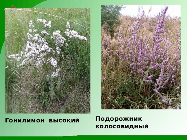 Подорожник колосовидный Гонилимон высокий 